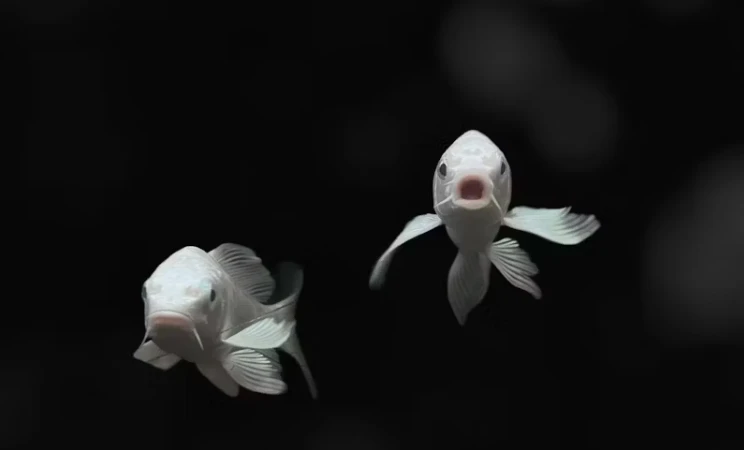 雙魚座男生不理我幾天了,我要不要主動叫他嗎?