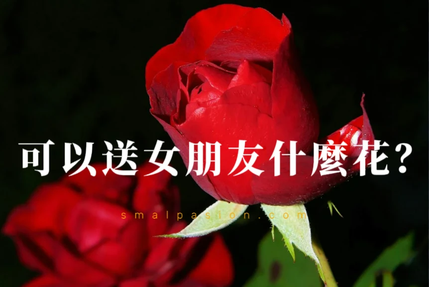 可以送女朋友什麼花？-第1張圖片