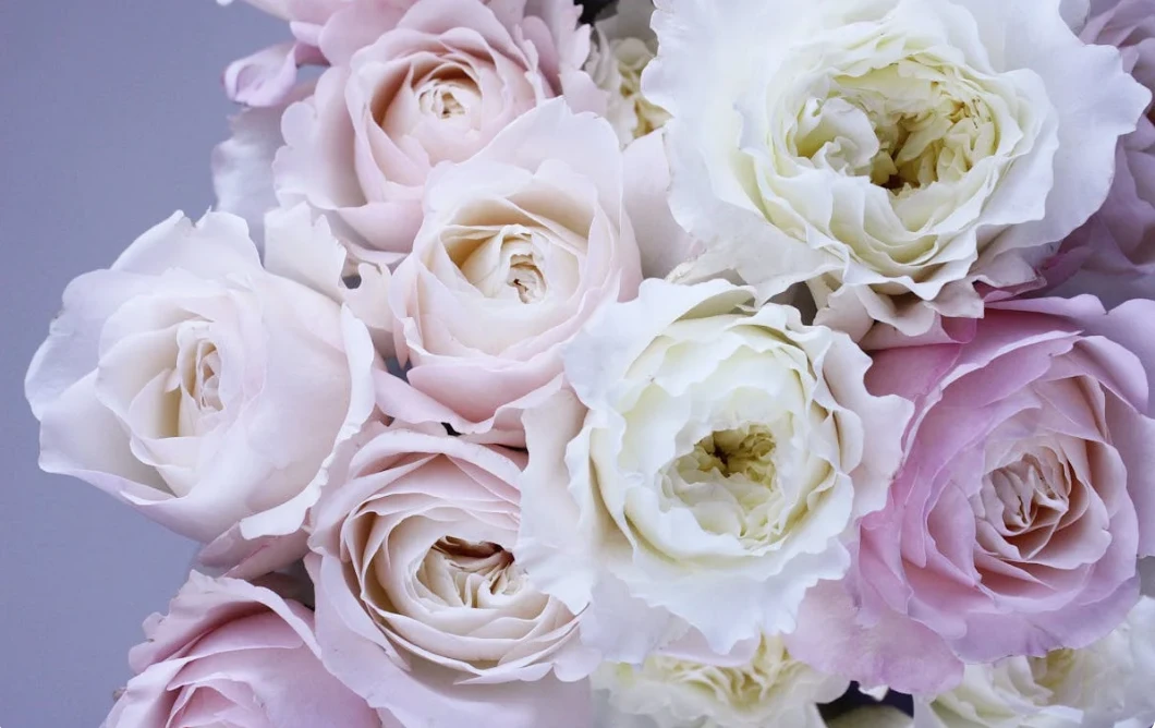 送白玫瑰是什麼意思？怕搞錯？教你收到白玫瑰如何回應！-第1張圖片