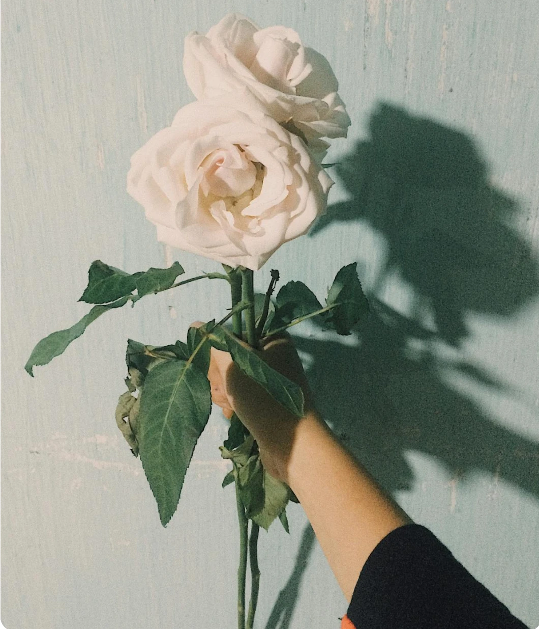 送白玫瑰是什麼意思？怕搞錯？教你收到白玫瑰如何回應！-第3張圖片