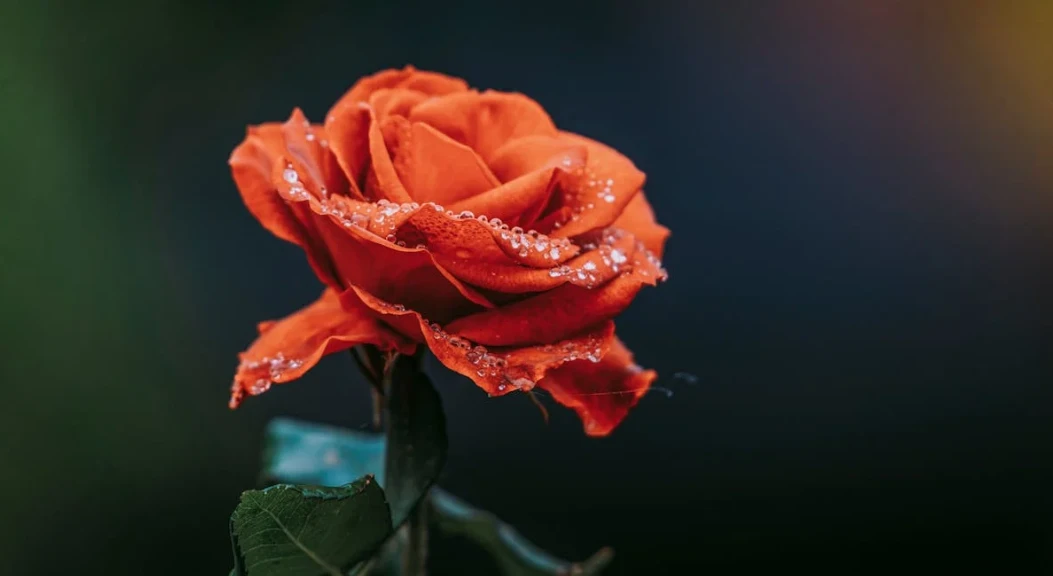 喜歡一個人一定要告白嗎？不告白錯過？解析愛情裡的選擇題-第1張圖片